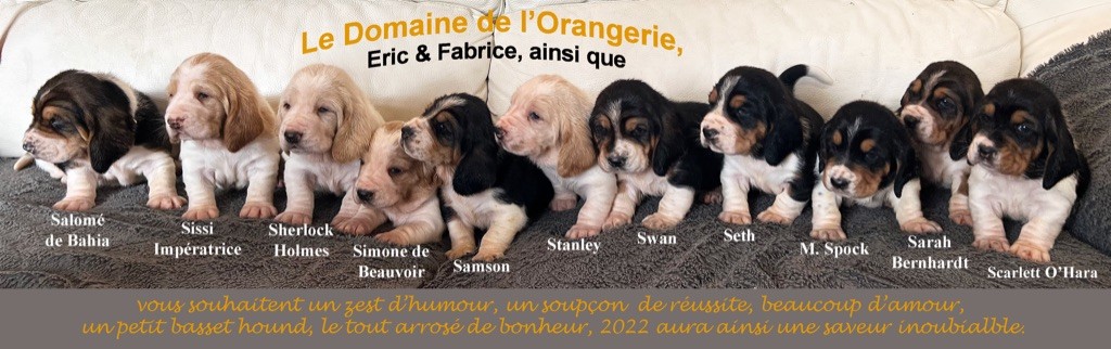 Du Domaine De L'Orangerie - 12/2021 : 3ème portée pour notre élevage familial